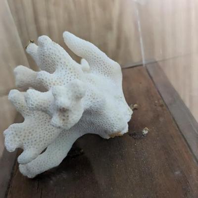 Natural Specimens