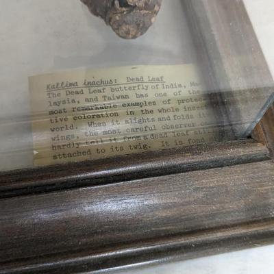 Taxidermy Curiosities