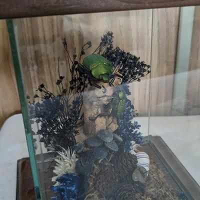Taxidermy Curiosities