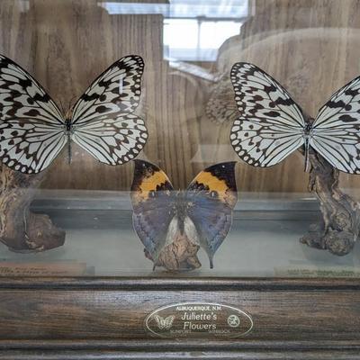 Taxidermy Curiosities
