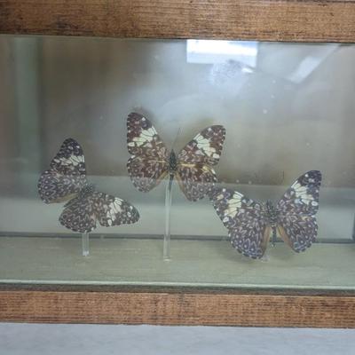 Taxidermy Curiosities