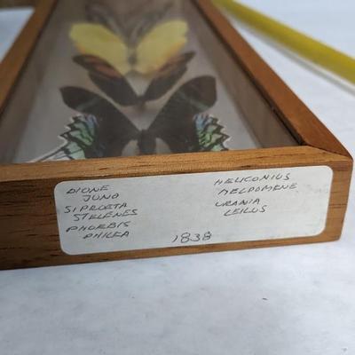 Framed Butterfly Specimens