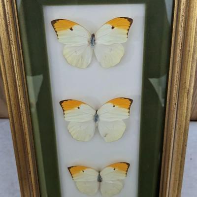 Framed Butterfly Specimens
