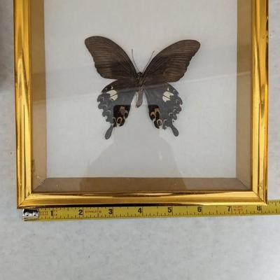 Framed Butterfly Specimens
