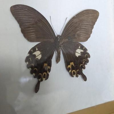 Framed Butterfly Specimens