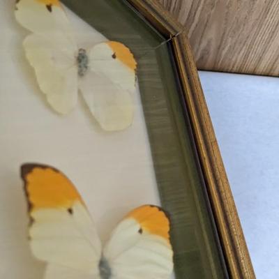 Framed Butterfly Specimens