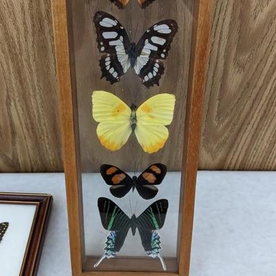 Framed Butterfly Specimens