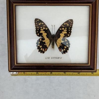 Framed Butterfly Specimens
