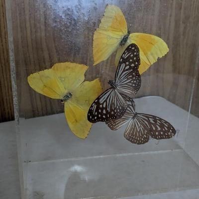 Metamorphosis 