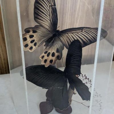 Metamorphosis 
