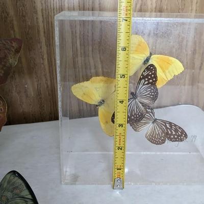 Metamorphosis 