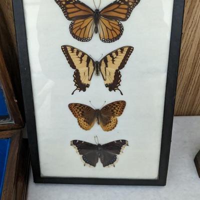 Cased Butterfly Specimens