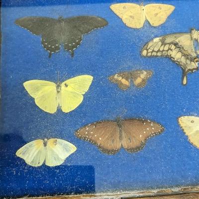 Cased Butterfly Specimens