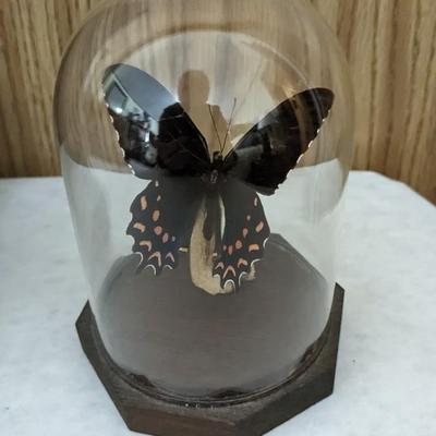 Cased Butterfly Specimens