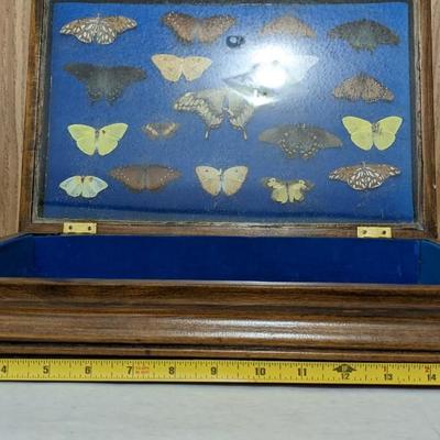 Cased Butterfly Specimens