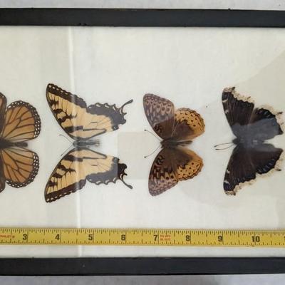 Cased Butterfly Specimens