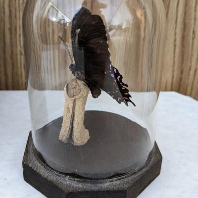 Cased Butterfly Specimens