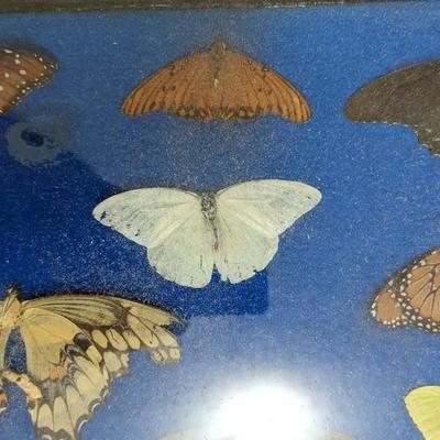 Cased Butterfly Specimens