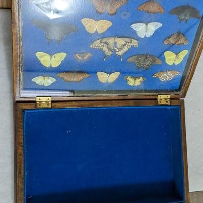 Cased Butterfly Specimens