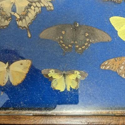 Cased Butterfly Specimens