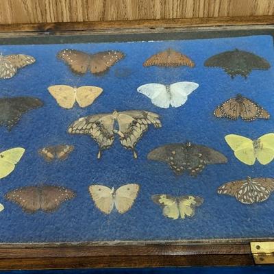 Cased Butterfly Specimens