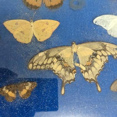 Cased Butterfly Specimens