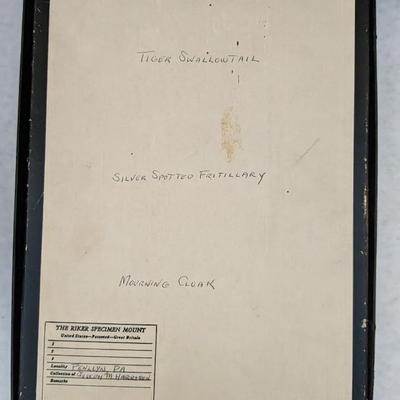 Cased Butterfly Specimens