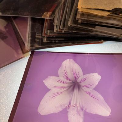 LARGER FORMAT 4â€ X 5â€ PHOTO NEGATIVES 80+ pcs.