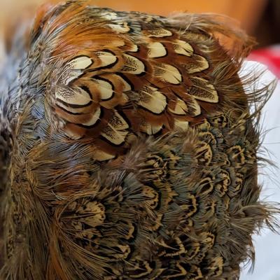 OOh La La Vintage Pheasant Hat