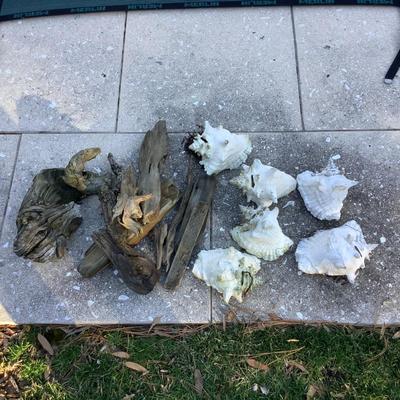 1112 Lot of Driftwood and Shell Yard Decor