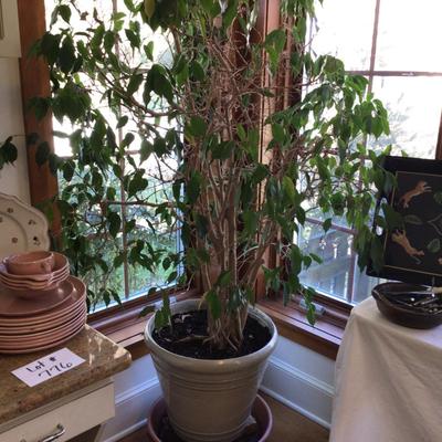 1379 Weeping Fig Tree