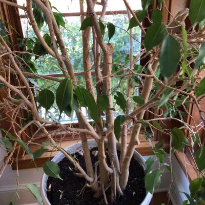 1379 Weeping Fig Tree