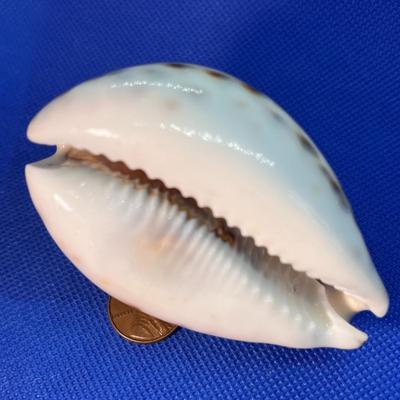 CARVED ETCHED LION SEASHELL