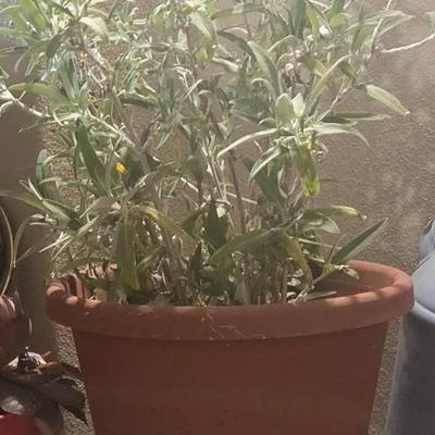 Large Pot with Lavender Plant