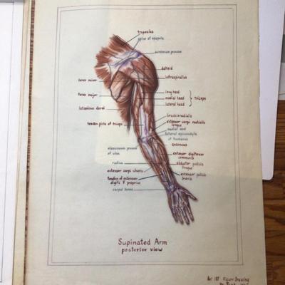 1608 Anatomy Medical Layered Sketches Lot