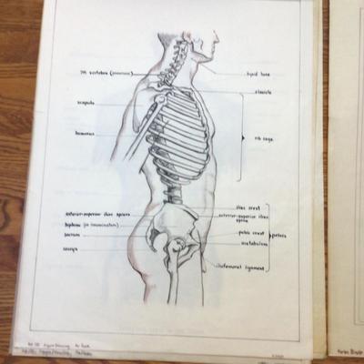 1608 Anatomy Medical Layered Sketches Lot