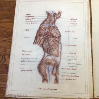 1608 Anatomy Medical Layered Sketches Lot