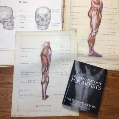1608 Anatomy Medical Layered Sketches Lot