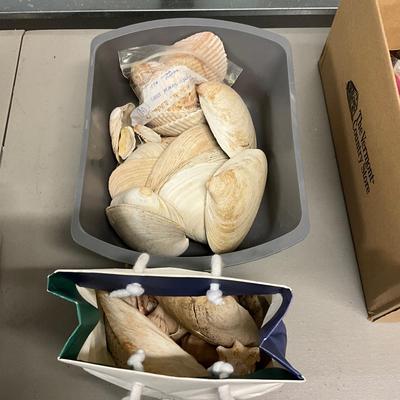 1724 Large Box of Shells, Cockles, clam shells