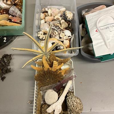 1726 Two Boxes of Shells , starfish, and more