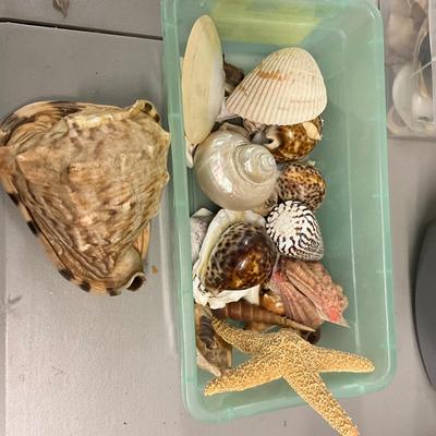 1727 Lot of Horned Conch Shell, and Various Shells