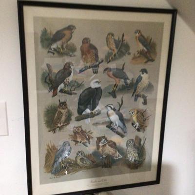 1756 Framed Hawks & Owls of Maryland DNR