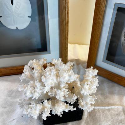 Sea Shell Pictures and Coral  (3) 