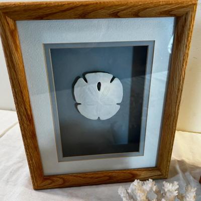 Sea Shell Pictures and Coral  (3) 