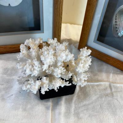 Sea Shell Pictures and Coral  (3) 