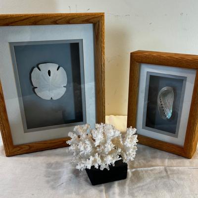 Sea Shell Pictures and Coral  (3) 