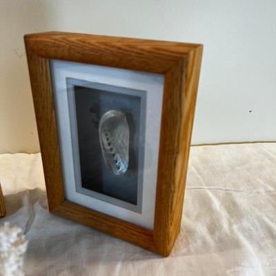 Sea Shell Pictures and Coral  (3) 