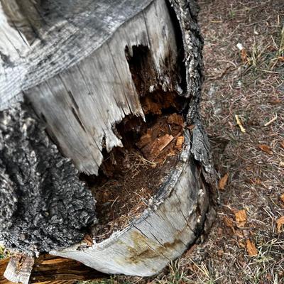 Carved Wood Bear Pine