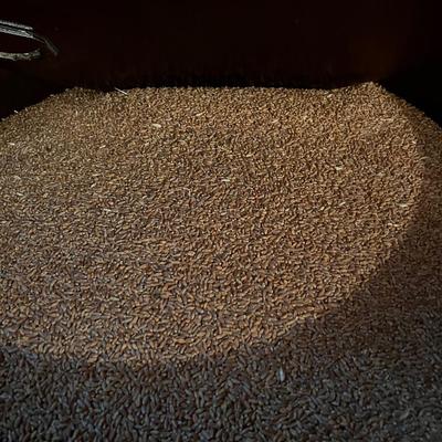 55 Gallon Drum of WHEAT