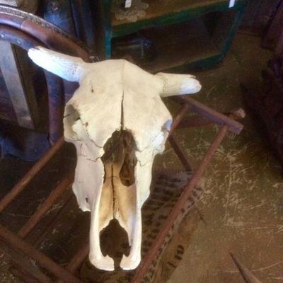 Cow Skull